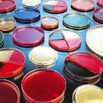پتری دیش استریل 8 سانتیمتری تک خانه بایوتست